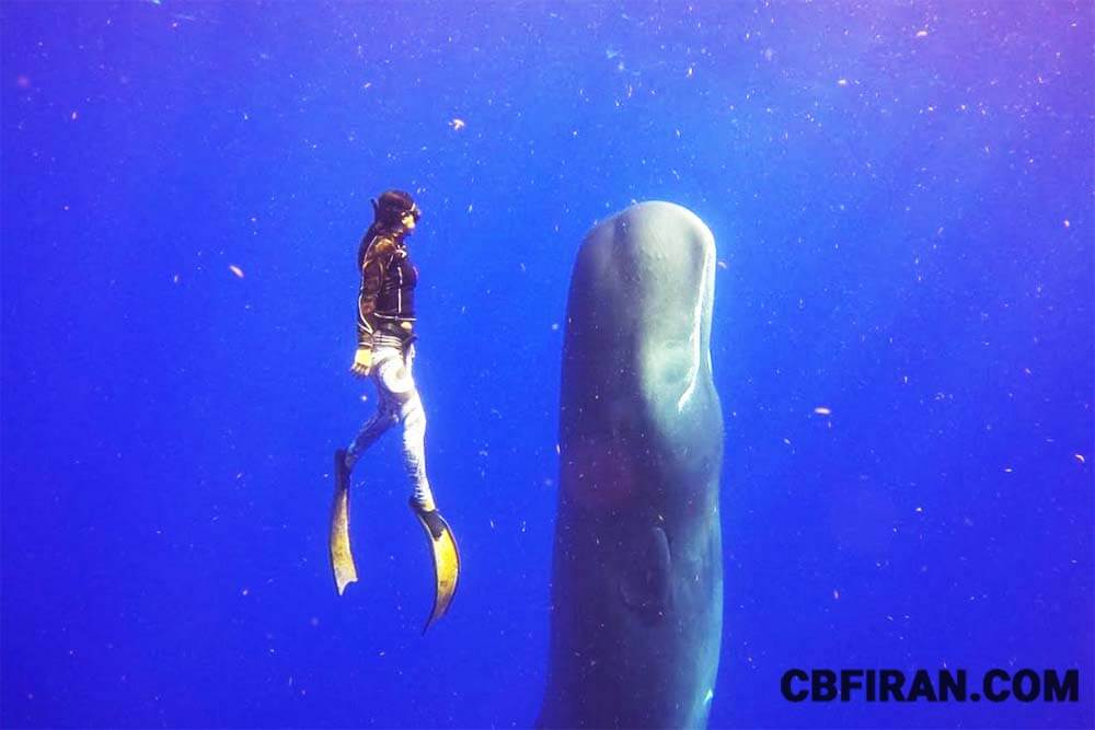 وال و دلفین حوزه کارائیب